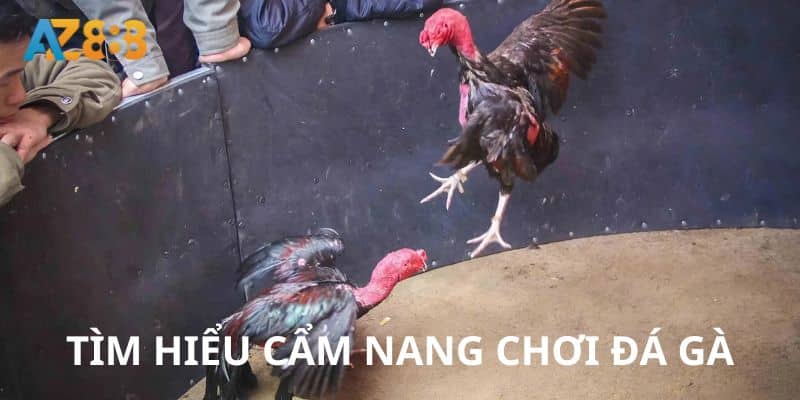 Đá gà 3 Các mẹo sẽ giúp bạn giành chiến thắng cao khi chơi đá gà