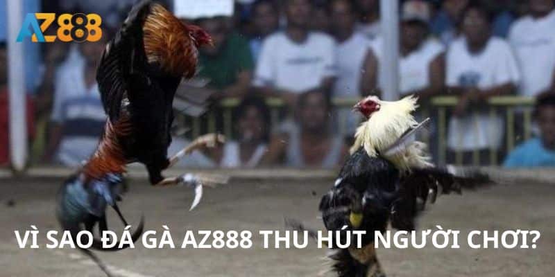 Đá gà 2 Đá gà AZ888 thu hút người chơi vì nhiều lý do