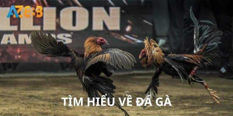 Đá gà 1 Đá gà đã gắn bó với người dân Việt Nam từ xa xưa